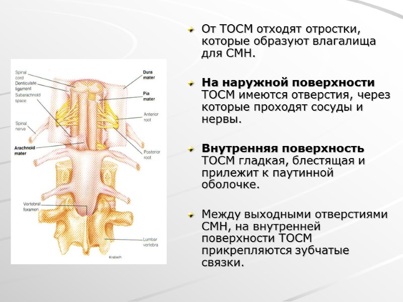 От ТОСМ отходят отростки, которые образуют влагалища для СМН.  На наружной поверхности ТОСМ